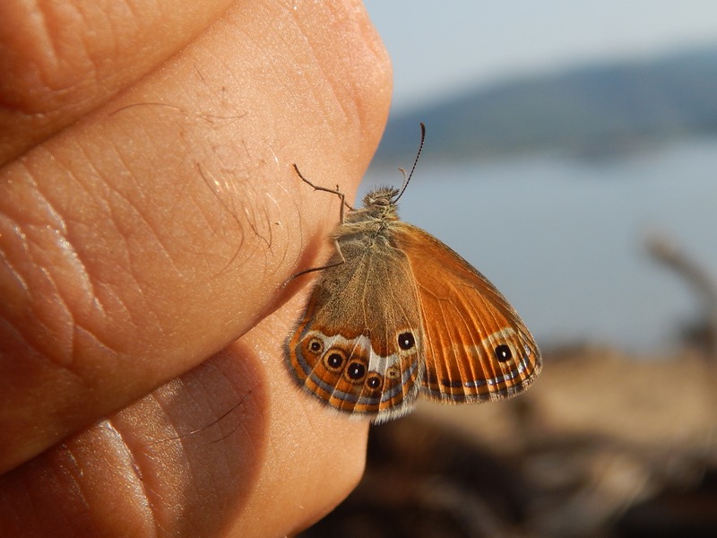 Coenonympha corinna elbana